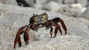 World Famous Blue Crab Festival