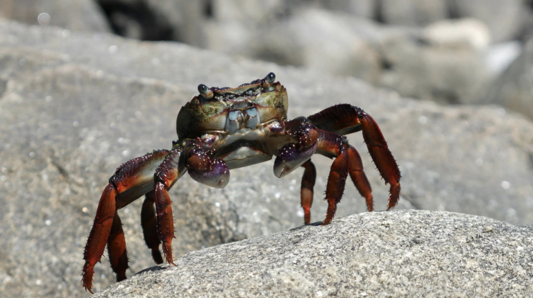 World Famous Blue Crab Festival