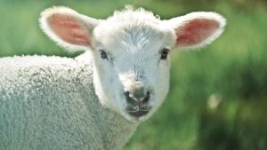 sheep lamb