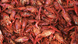 Breaux Bridge Crawfish Festival