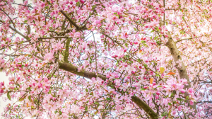 Bloomfest: Essex County Cherry Blossom Festival