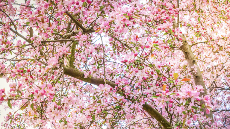 Bloomfest: Essex County Cherry Blossom Festival