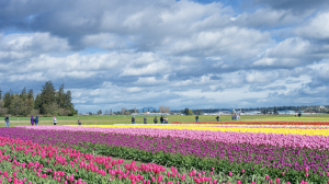 Skagit Valley Tulip Festival