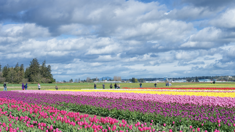 Skagit Valley Tulip Festival