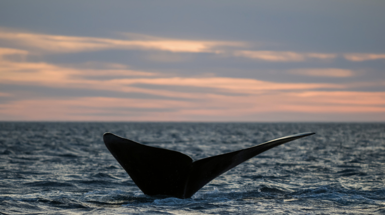 WhaleFest Monterey