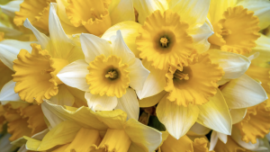 Newport Daffodil Days