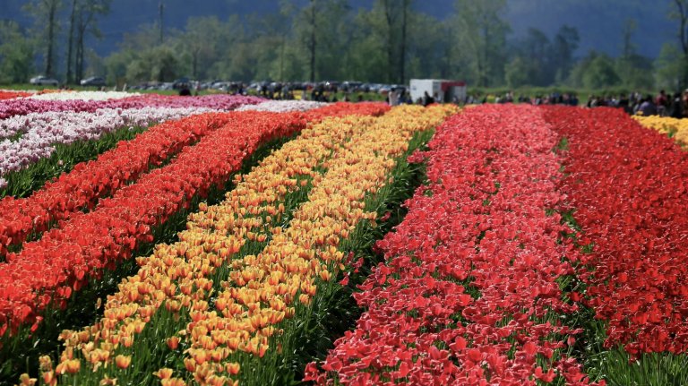 Thanksgiving Point Tulip Festival at Ashton Gardens