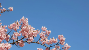 Shenandoah Apple Blossom Festival