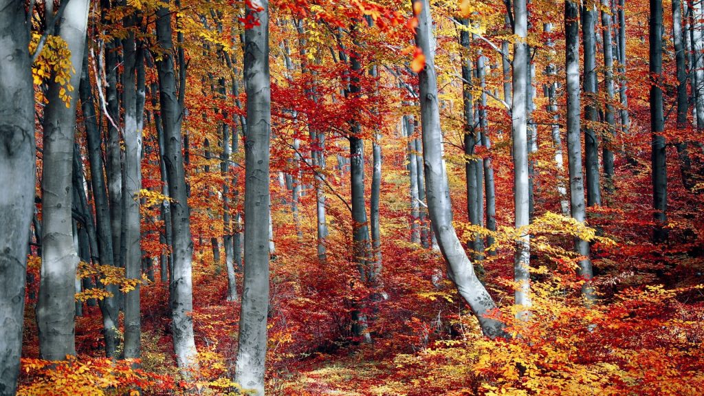 Fall in the Pocono Mountains