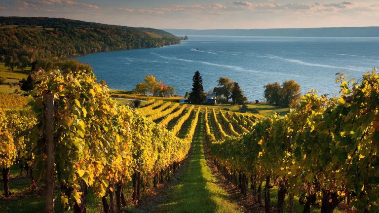 Autumn Vineyard in the Finger Lakes Region