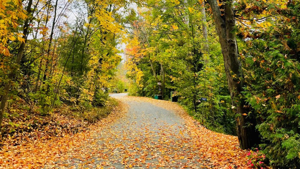 Fall In Muskoka
