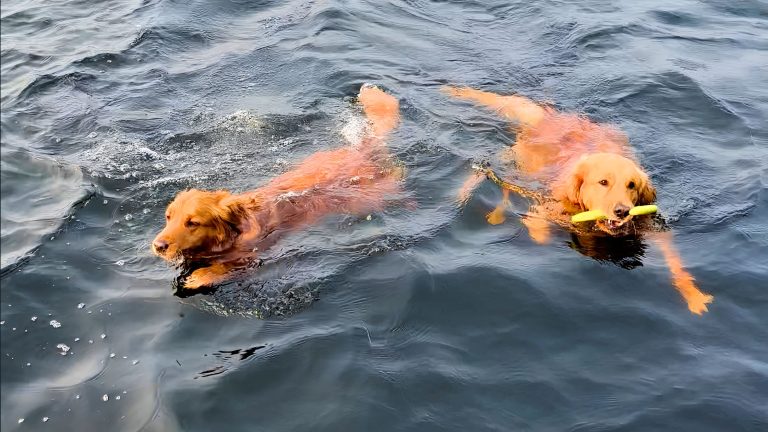 Golder Retrievers Swimming Upscaled
